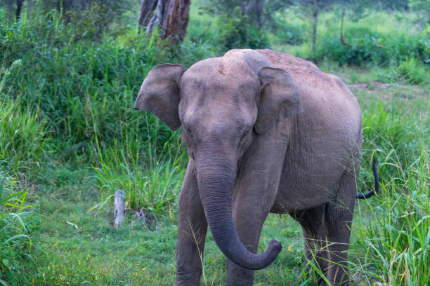 istock An elephant curls its long trunk in the grass. 2070370896