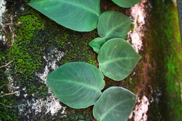 istock Tanaman rambat dolar or Rhaphidophora hayi is growing climbing and rambling on the mossy wall. Light green color. 2070376604