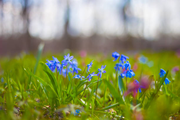 closeup blue snowdrop Scilla flowers on forest glade,  spring outdoor scene