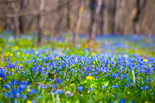 closeup blue snowdrop Scilla flowers on forest glade,  spring outdoor scene