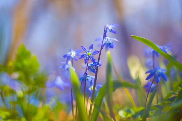 closeup blue snowdrop Scilla flowers on forest glade,  spring outdoor scene