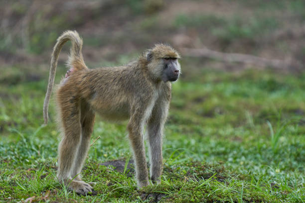 istock Troop of Yellow Baboon 2070389097