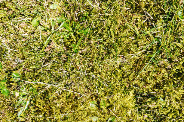 istock Green moss closeup texture. Forest ground macro background. Moss growing on stone. Turf texture. 2070389626