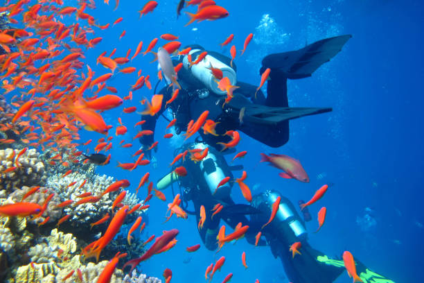 People under water. Swimming divers in group. Depth of an ocean.