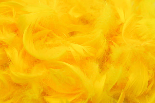 istock Feathers background. Artificial decorative feathers texture. Soft cotton background. Fluffy bird feather. 2070405184