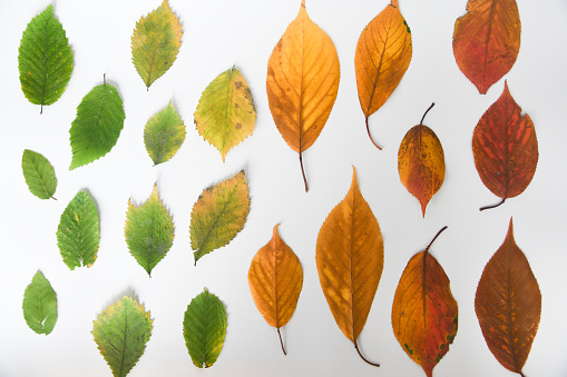 Overhead of different colored leaves of different seasons