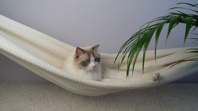 The cat is swinging in a hammock.