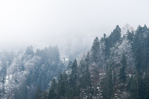 Background photo of trees, forest or woods in mountains during foggy weather in winter season