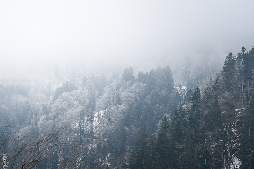 Background photo of trees, forest or woods in mountains during foggy weather in winter season