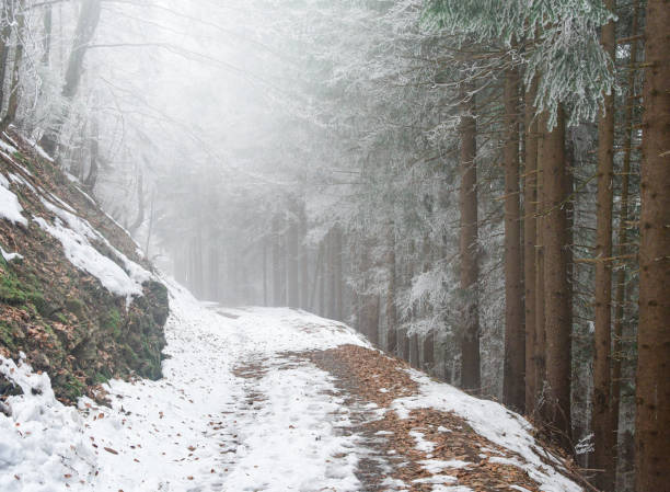 Landscape photo of a path in the forest and mountains during fog and winter