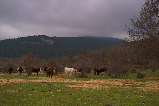 cows in mountain landscape farm animals grazing in the meadow