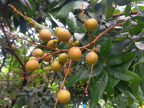 Unripe longan fruit