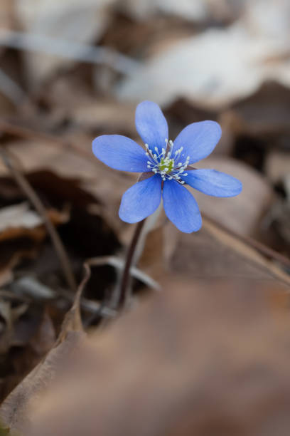 Close up or macro of a blue spring flower outdoors