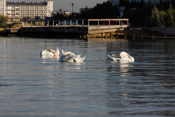 Seagulls swans ducks sea beach. A large group of birds flew away to winter in warm seas. The moment the movement takes off. Various marine fauna feed in shallow water. Portraits of migratory birds