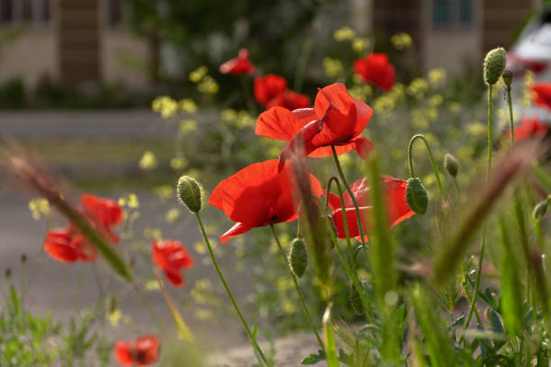 The poppies are red in close-up. Beautiful spring flowers in bright sunlight. Soft focus, blurred background. The concept of warm days, spring, and the onset of summer. Natural background for design