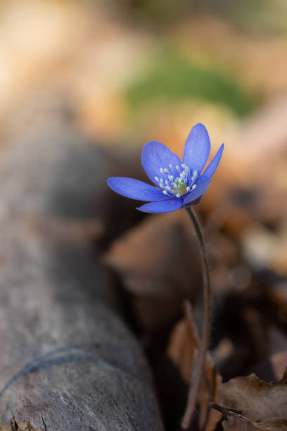 Close up or macro of a blue spring flower outdoors