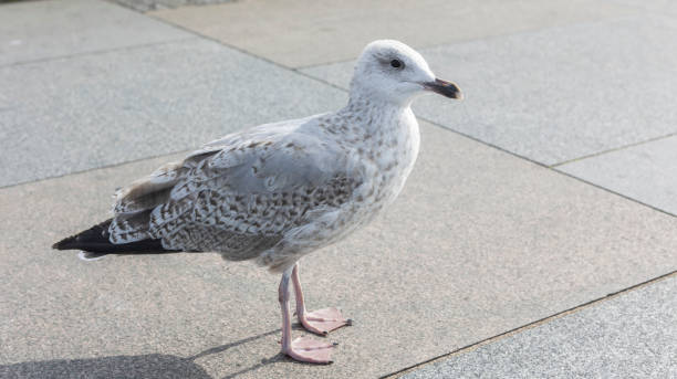 istock Herring gull on city pavement 2070490828