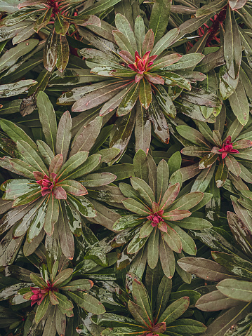 Close-up of green leaves with red flowers. Nature background.