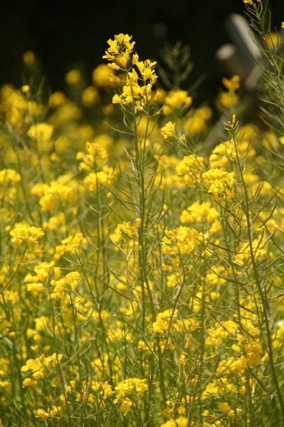 istock Yellow Rapeseed flowers 01 2070502316