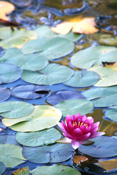 istock Water Lily in a park in Germany 2070503903