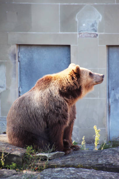Braun Bär