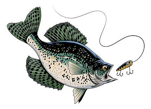 Vector of Crappie Fish Swimming in The Water Catching Fishing Lure