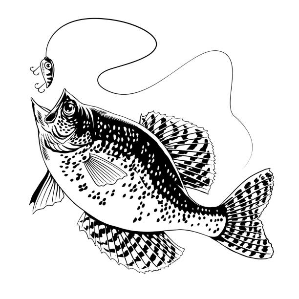 Crappie Fish Catching The Fishing Lure Black and White Vector of Crappie Fish Catching The Fishing Lure Black and White crappie stock illustrations