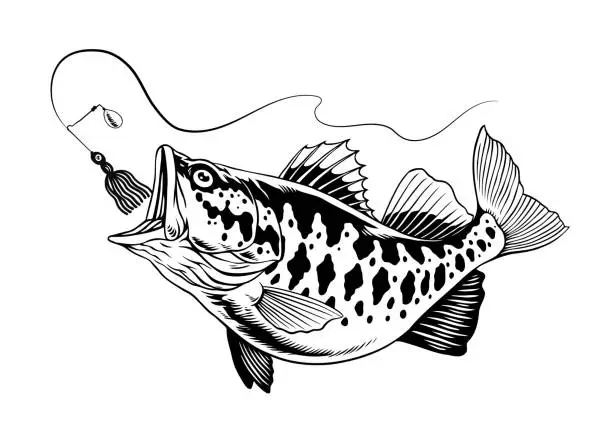 Vector illustration of Hand Drawn of Largemouth Bass Fish Catching the Fishing Lure