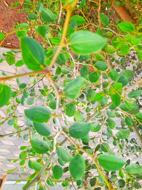 istock Bidaea leaf or Rhamnaceae ziziphus 2070545252