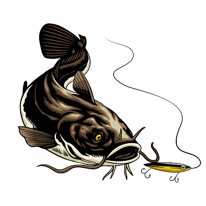 Vector of Illustration of Catfish Swimming Catching the Fishing Lure