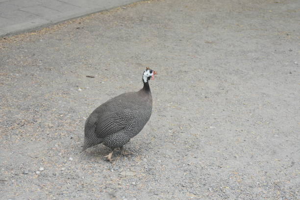 Guinea fowl playing in dirt.