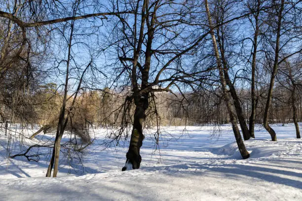 Spring landscape. the first warm days in the spring forest. trees in the snow
