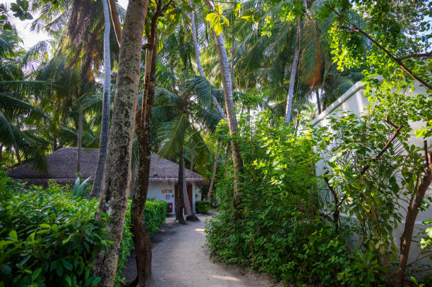 istock Sandy path near low white houses in tropical forest. 2070577799