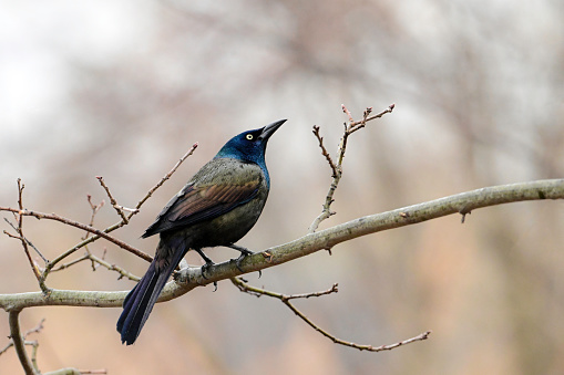 Close up of a colorful iridescent Common Grackle bird perched in a tree