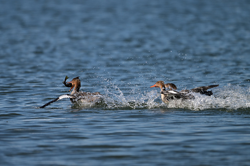 Female Red-breasted Merganser duck catches a fish and being chased by others trying to steal her catch