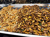 Full frame image of snack street food display of deep-fried invertebrates, piles of crispy silkworm and mealworm larvae, scorpions, grasshoppers and crickets on metal trays, elevated view, focus on foreground