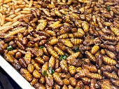 Full frame image of snack street food display of deep-fried invertebrates, pile of crispy silkworm and mealworm larvae on a metal tray, elevated view, focus on foreground