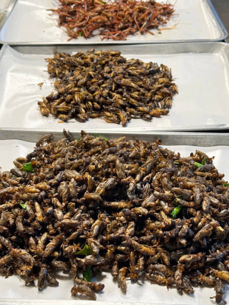 full frame image of snack street food display of deep-fried invertebrates, piles of crispy mini cricket insects on a row of three, greaseproof parchment paper lined metal trays, focus on foreground - focus on foreground eating utensil serving utensil tray imagens e fotografias de stock