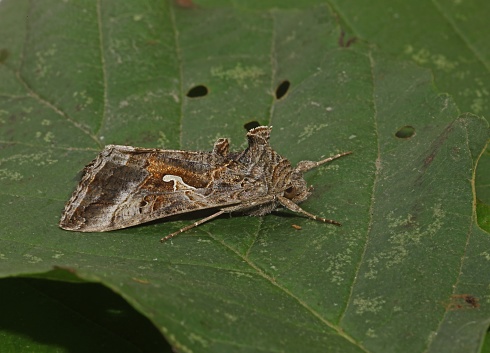 Silver Y moth (Autographa gamma) adult at rest on leaf\n\nEccles-on-sea, Norfolk, UK.       September