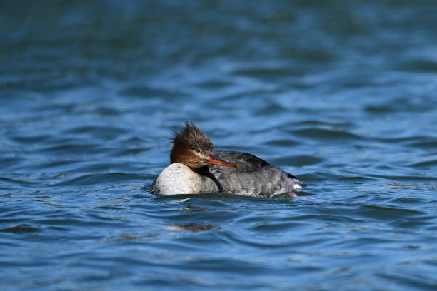Spring scene of a female Red-breasted Merganser duck swimming on lake
