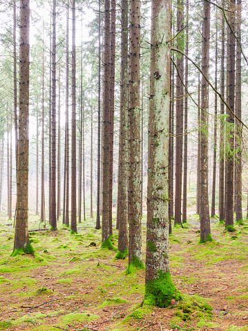 A forest in Sweden is densely populated with numerous tall trees reaching towards the sky. The canopy is thick, blocking out most sunlight and creating a shadowy undergrowth. The forest floor is covered in fallen leaves and twigs, with occasional patches of moss and ferns.