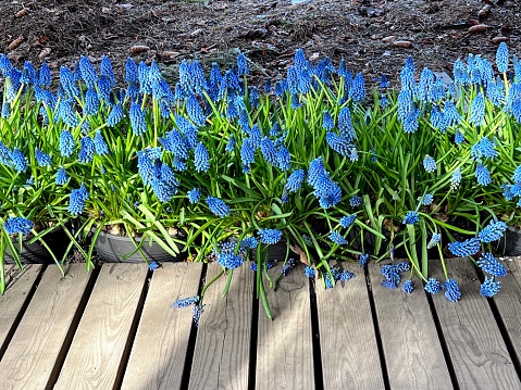 Bright azure blue perennial bulbous muscari neglectum common starch grape hyacinth blooming plants among fresh green leaves growing next to the wooden path with sunlight and shadow diagonal strips and bare soil on the background