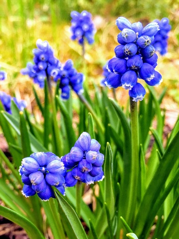 Close up of the bright blue perennial bulbous muscari neglectum common starch grape hyacinth blooming flower inflorescences among fresh green leaves