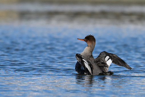 Spring scene of a female Red-breasted Merganser duck stretching its wings