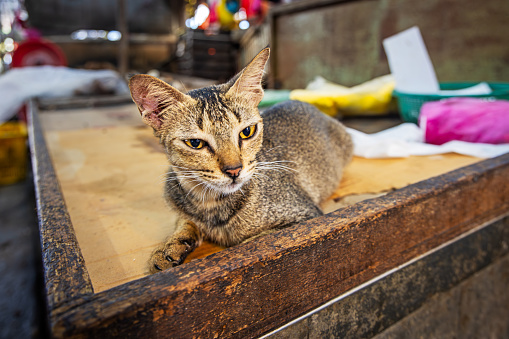Cute and pretty cat resting on a table in a market stall. The photograph is taken at the Chow Kit market in the Malaysian capital Kuala Lumpur