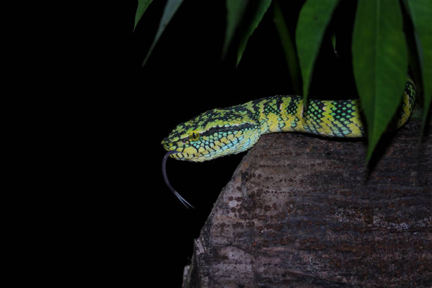 Vogel's Pit Viper Snake\n\n[url=http://www.istockphoto.com/file_search.php?action=file&lightboxID=6835114] [img]http://www.kostich.com/snakes_banner.jpg[/img][/url]\n\n[url=http://www.istockphoto.com/file_search.php?action=file&lightboxID=10814481] [img]http://www.kostich.com/rainforest_banner.jpg[/img][/url]