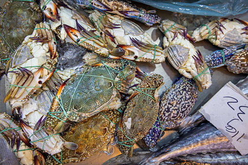 Blue crabs, Portunus pelagicus, at a fishmongers table. Each animal is secured by a small piece of string to prevent it from attacking the other crabs. The photograph is taken at the Chow Kit market in the Malaysian capital Kuala Lumpur