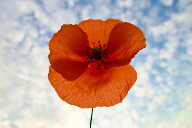 Poppy flower against dramatic sky