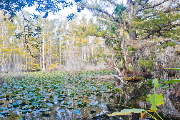 istock Natural cypress swamp of Florida 2070669784