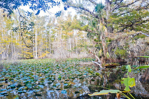 Natural cypress slough preserve of Florida, USA.